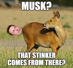 Musk, oh wat a stink! Meme Template