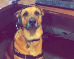dog with headset Meme Template