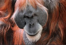 Orangutan-devious Meme Template