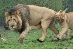 Female lion biting lion Meme Template
