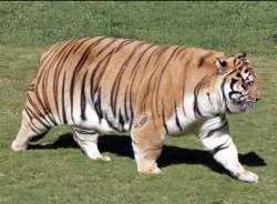Fat tiger walking Meme Template