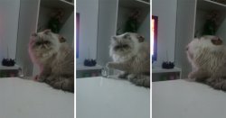 Cat and glass Meme Template