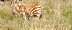 Brown zebra Meme Template