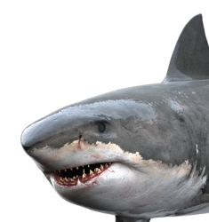 Shark Meme Template