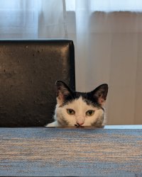 Lurking Cat Meme Template