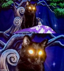 Laser Eyes Cat Meme Template