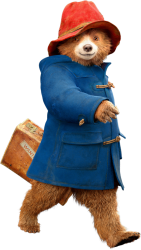 Paddington Bear Meme Template