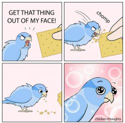 Bird eating cracker meme Meme Template