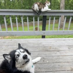 dog giving a side eye to a cat Meme Template