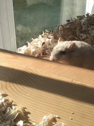 Vanilla jr Meme Template