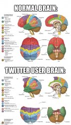 twitter user brain Meme Template