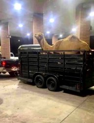 camel tow Meme Template