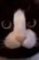 cat with dick Meme Template