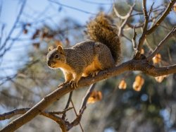 Squirrel Meme Template