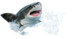 shark Meme Template