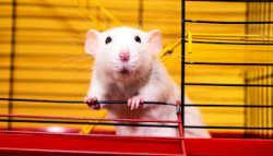 Pet Rat in Cage Meme Template