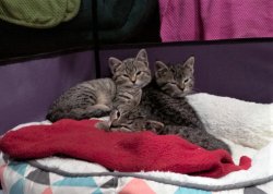 Tame Kittens Meme Template