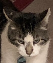 Non-interested cat Meme Template