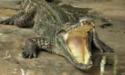 croc Meme Template