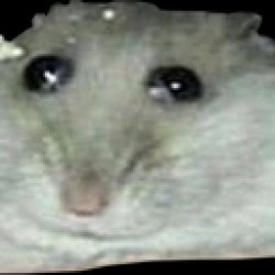 hamster intesifies Meme Template