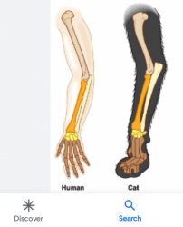 Homology Meme Template