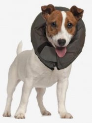 Dog with inflatable cone Meme Template