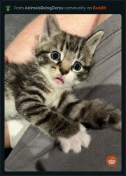 Funny kitten Meme Template