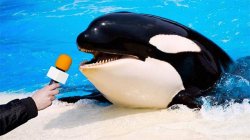 Orca mic Meme Template