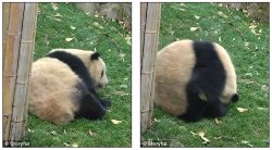 Panda roll Meme Template