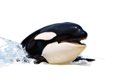 Orca Head Meme Template