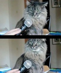 Cat Interview Meme Template
