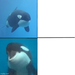 Orca Yes No Meme Template