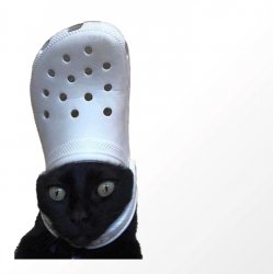 Cat Bishop Meme Template
