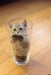 Kitten in Beer glass Meme Template