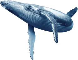 Humpback whale Meme Template