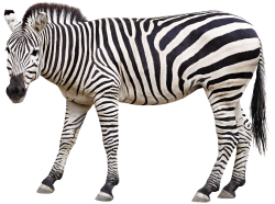 Zebra Meme Template