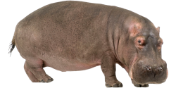 Hippo Meme Template