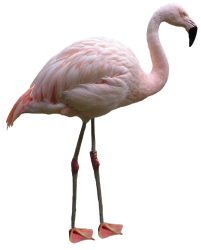 Flamingo Meme Template