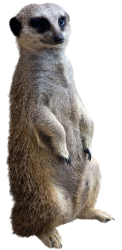 Meerkat Meme Template