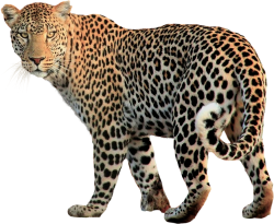 Leopard Meme Template