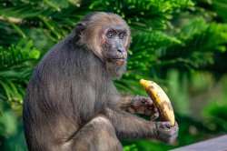 monkey with banana Meme Template