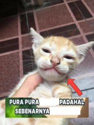 Indonesian cat Meme Template