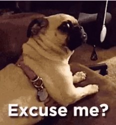 Dog Meme Template