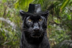 panther with hunt showdown hat Meme Template