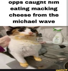 Macking cheese cat Meme Template