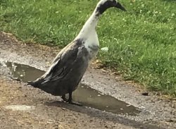 Duck in puddle Meme Template