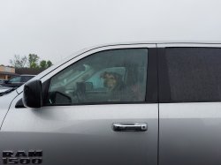 Dog Truck Driver Meme Template