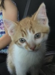 Ginger kitten Meme Template