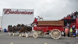 Budweiser Meme Template