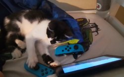 Cat on switch Meme Template